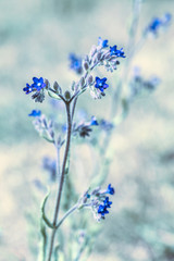 Lovely abstract background with tiny blue flowers. Health care concept. Rural field. Alternative medicine. Environment. Small wildflowers, toned effect, soft focus photo.