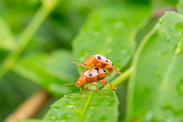 Ladybugs breeding on the leave