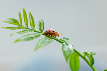 lady bug on green leave