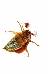 A bug beetle close-up.Melolontha.
