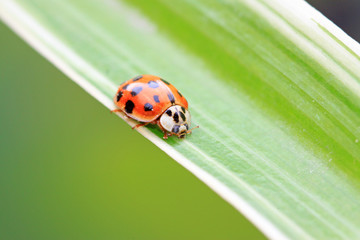 ladybird staying green leaves