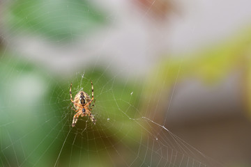 spider on web