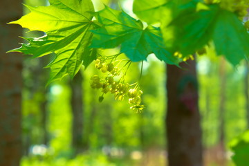 Obraz premium Delicate yellow-green maple flowers on the branches in the spring.