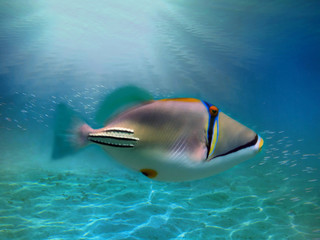 Fototapeta na wymiar Picasso triggerfish underwater