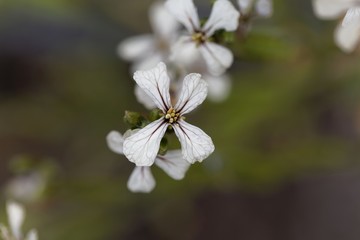 Flower of an Arugula (Eruca sativa)