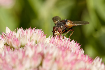 Igelfliege © JuergenL