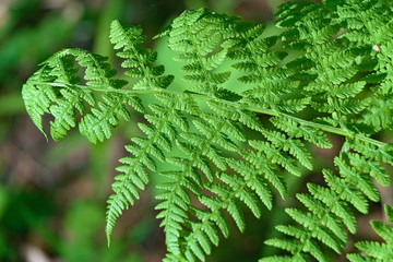 Blossoming leaves of a fern.