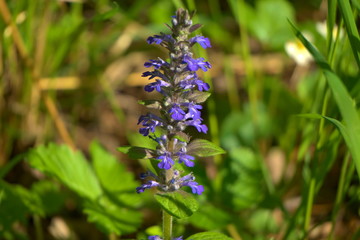 Flowering nettle in the spring.