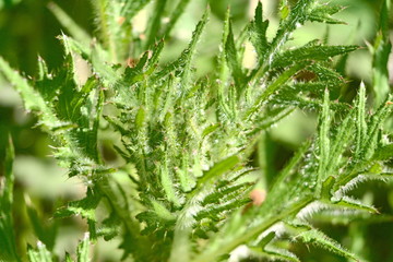 Thorny leaves of a thistle.