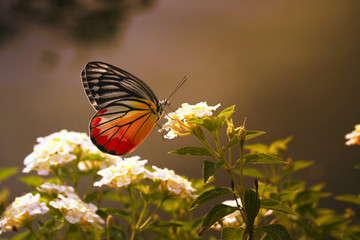 Beautiful Butterfly (The Painted Jezebel) swarming on flowers.