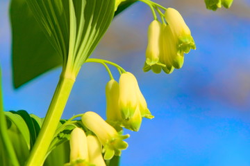 Fototapete bei efototapeten.de bestellen   