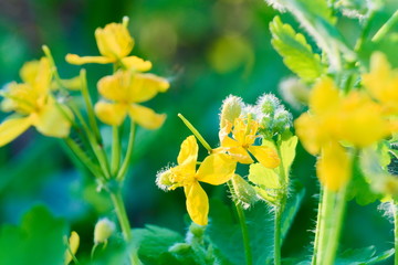 Yellow flowers celandine.