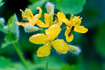 Fototapete bei efototapeten.de bestellen   