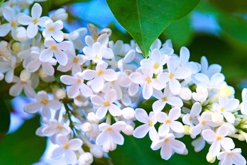Flowers of white lilac.