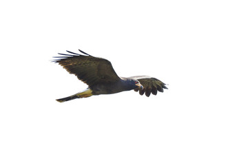 Flying Snail Kite isolated on white