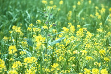Yellow flowers in the clearing.