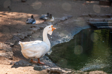 White, big and funny domestic goose on the poultry farm