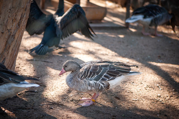 Gray goose on a poultry farm, toned