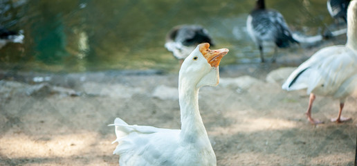 White, big and funny domestic goose on the poultry farm