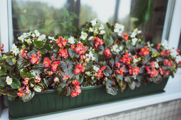 Fototapeta na wymiar Colourful Flowers on the window, French style, Balcony flower box