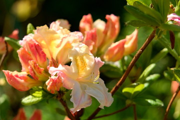 Flowers of deciduous rhododendron.