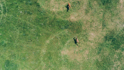 Aerial view of horses. Field. Animals. Summer. Kiev (Kyiv). Ukraine.