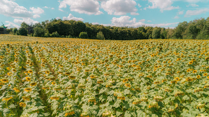 Aerial view of sunflowers. Summer. Kiev (Kyiv). Ukraine.