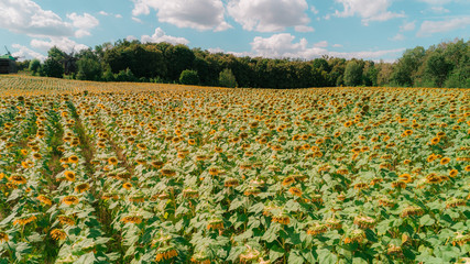 Aerial view of sunflowers. Summer. Kiev (Kyiv). Ukraine.