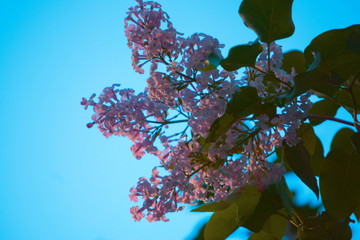 Lilac flowers.