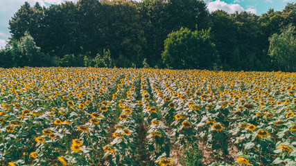 Obraz premium Aerial view of sunflowers. Summer. Kiev (Kyiv). Ukraine.