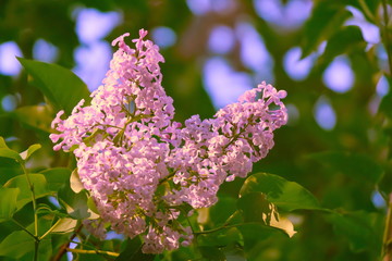 Lilac flowers.