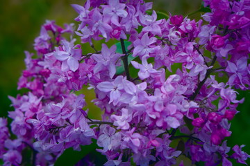 Flowers of terry lilac close-up.