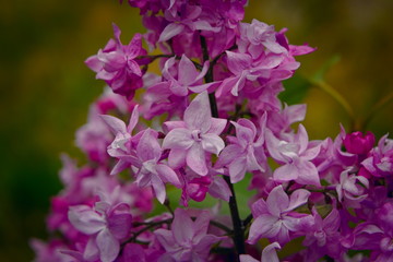 Flowers of terry lilac close-up.