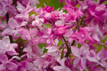 Flowers of terry lilac close-up.