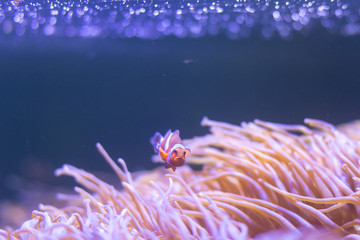 ocellaris clownfish, clown anemonefish, clownfish, false percula clownfish - obrazy, fototapety, plakaty