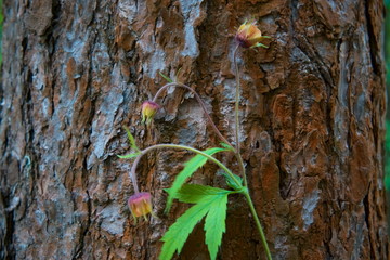 Forest flower on the background of tree bark.