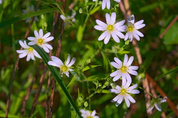Starry Caryophillaceae white flower of spring forest.