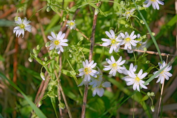 Starry Caryophillaceae white flower of spring forest.