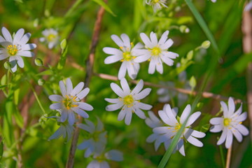 Starry Caryophillaceae white flower of spring forest.