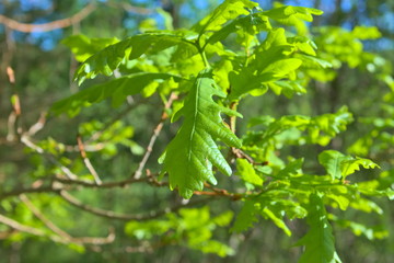 Fototapeta na wymiar Oak branches with young foliage.