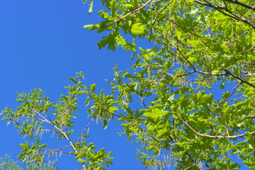 Oak branches with young foliage.