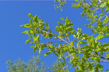 Oak branches with young foliage.