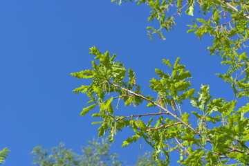 Oak branches with young foliage.