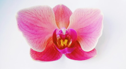 Obraz na płótnie Canvas Beautiful pink orchid flower phalaenopsis on white background