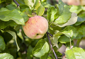 apples on a tree on a clear sunny day