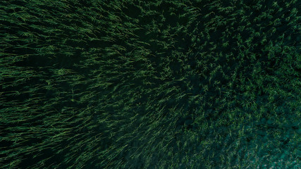 Aerial view of the seaweed in the lake. Summer. Ukraine.