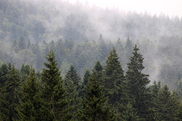 forest in the fog autumn season