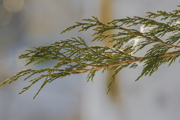 Fluffy Christmas trees under the snow. Very close to a branch of a conifer tree under the snow....