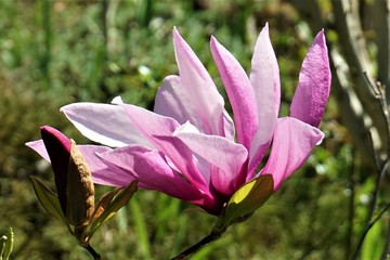  magnolia flowers in the garden