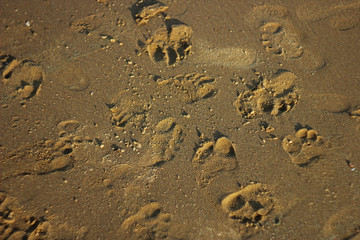 footprints in wet sand in the sunset, the bank of  river close up